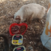 photo de livraison pour Les Chats-Pitresdelavi-Ste