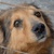 photo animal