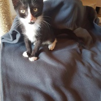 photo de livraison pour Eden Cat