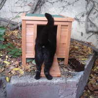 photo de livraison pour Bien vivre avec les Chats Sallélois