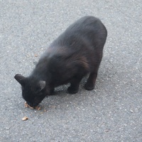 photo de livraison pour Chat Libre de l'Ile du Ramier