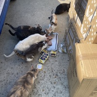 photo de livraison pour SADF (Sauvetage des animaux domestiques de France)
