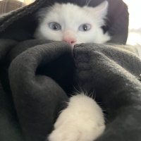 photo de livraison pour Les Chats lectourois