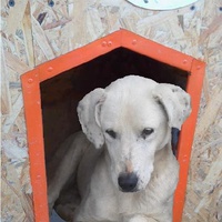 photo de livraison pour Refuge pour chiens de Baia Mare