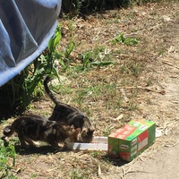 photo de livraison pour Ecole du Chat des Alpilles