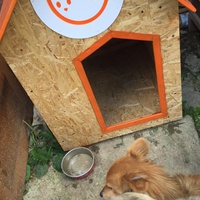 photo de livraison pour Save & Hope for Dogs