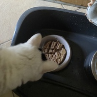 photo de livraison pour Les Chats de Condom 32