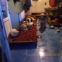 photo de livraison pour Pro Animals Finland ry