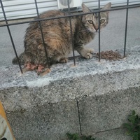 photo de livraison pour L'Ecole du Chat Istreen