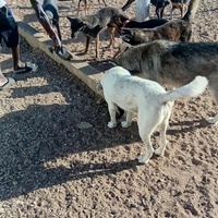 photo de livraison pour Comme Chiens et Chats Maroc