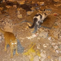 photo de livraison pour Kawthar Maree