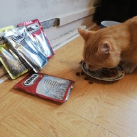 photo de livraison pour Association Chats Errants Ronchin