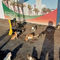 photo de livraison pour ADAN Essaouira