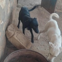 photo de livraison pour 4 Pattes Mogador