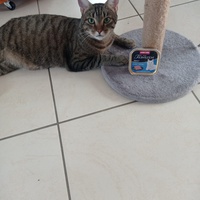 photo de livraison pour Les Chats de Condom 32