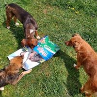 photo de livraison pour Silver Dog Srebrenica