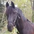 photo animal