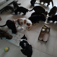 photo de livraison pour Les Amis de Michouette
