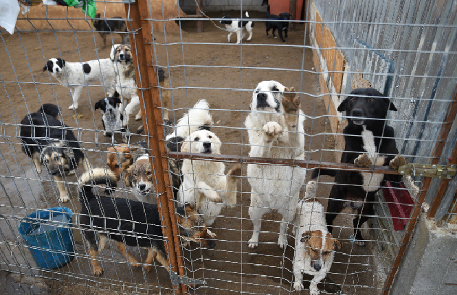 Roumanie : SOS 470 chiens - Mariuta - Animal Webaction