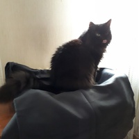 photo de livraison pour Chats du Pays d'Ornans