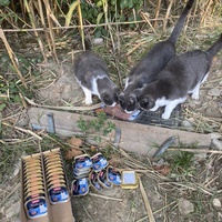 photo de livraison pour Les chats Port-Saint-Louisiens