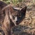 photo animal