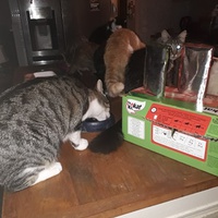photo de livraison pour Patounes de Chats