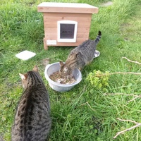 photo de livraison pour Ecole du chat libre de Belle Ile en mer