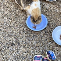 photo de livraison pour Ecole du Chat des Alpilles