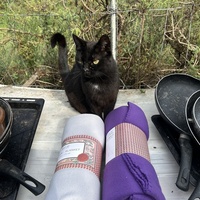 photo de livraison pour Les chats Port-Saint-Louisiens