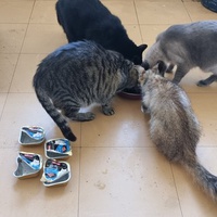 photo de livraison pour Chats Libres des Hauts Cantons de l'Hérault