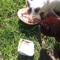 photo de livraison pour Chats Oubliés