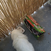 photo de livraison pour Les chats Port-Saint-Louisiens