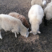 photo de livraison pour Au Bonheur Animal