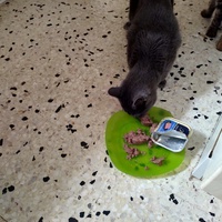 photo de livraison pour Chats Grains d'Amour