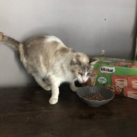 photo de livraison pour Adopte 1 Chat | L211-27