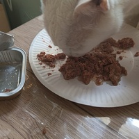 photo de livraison pour Les Chats de la Rue