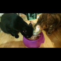 photo de livraison pour Le Souffle de Bastet