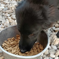 photo de livraison pour Civic Initiative Kane Korzo Skopje