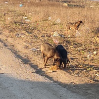 photo de livraison pour Civic Initiative Kane Korzo Skopje