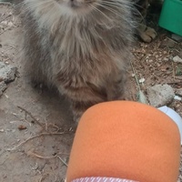 photo de livraison pour Les Chats-Pitresdelavi-Ste