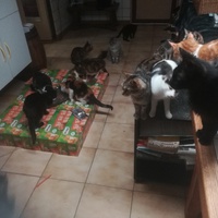 photo de livraison pour Aide Aux Chats Sans Logis