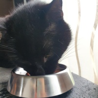 photo de livraison pour Animalove