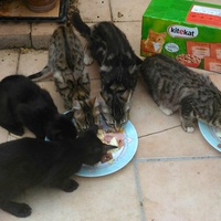 photo de livraison pour Amis des Chats de Port-Vendre