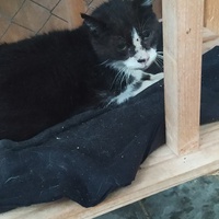 photo de livraison pour Protect Cat