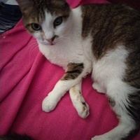 photo de livraison pour Chats Grains d'Amour
