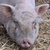 photo animal