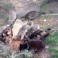 photo de livraison pour Protect Cat