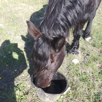 photo de livraison pour Equi-Libre : Droit à la Retraite Equine