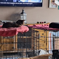 photo de livraison pour Les Chats de Cooper